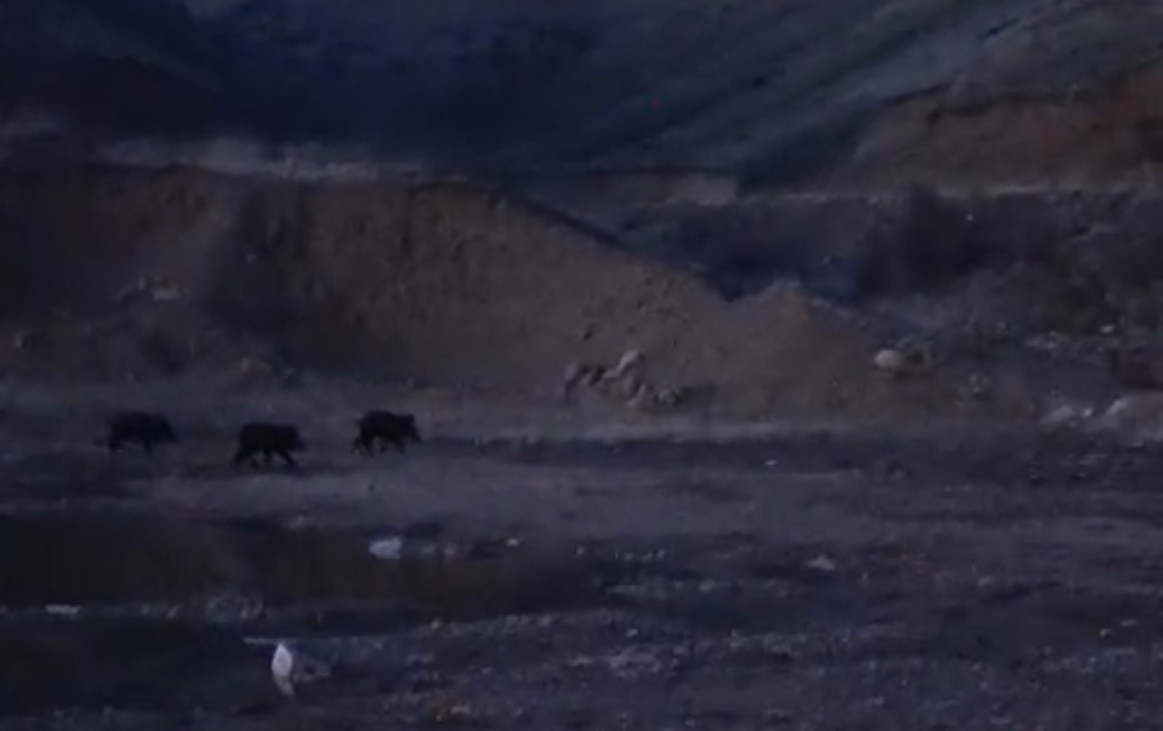 Y&uuml;ksekova&rsquo;da domuz s&uuml;r&uuml;s&uuml; g&ouml;r&uuml;nt&uuml;lendi
