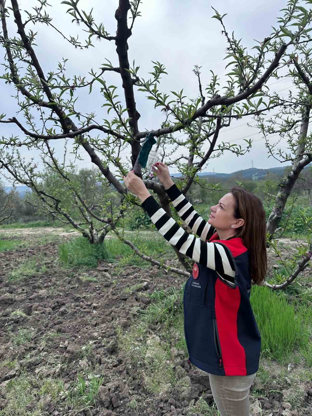 Kahverengi kokarca i&ccedil;in tuzak takip &ccedil;alışması
