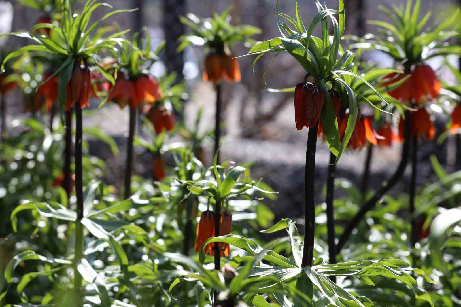 Cezayı duyan bir adım geri &ccedil;ekiliyor: Şırnak&rsquo;ta ters laleler g&ouml;rsel ş&ouml;len sundu
