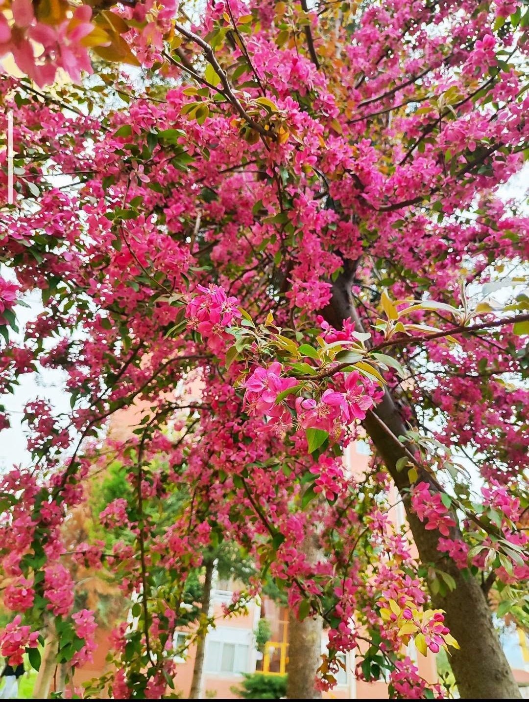 Gediz&rsquo;de bahar aylarının getirdiği g&uuml;zellik b&uuml;y&uuml;l&uuml;yor

