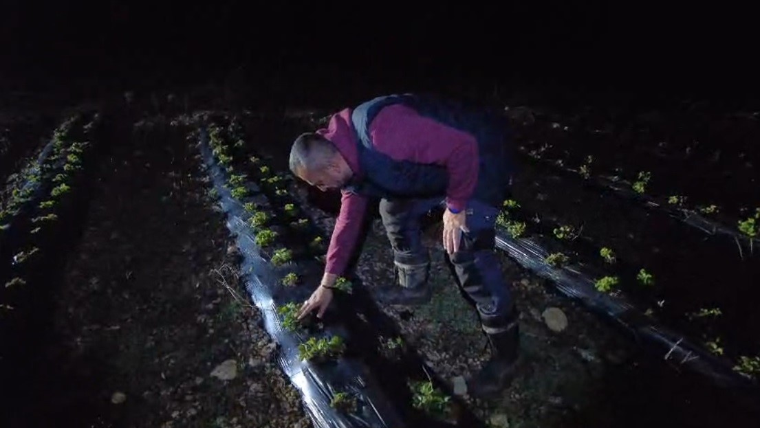 Erzincan&rsquo;da 1450 rakımda don n&ouml;beti: &Uuml;reticiler &uuml;r&uuml;nlerini dumanla korudu
