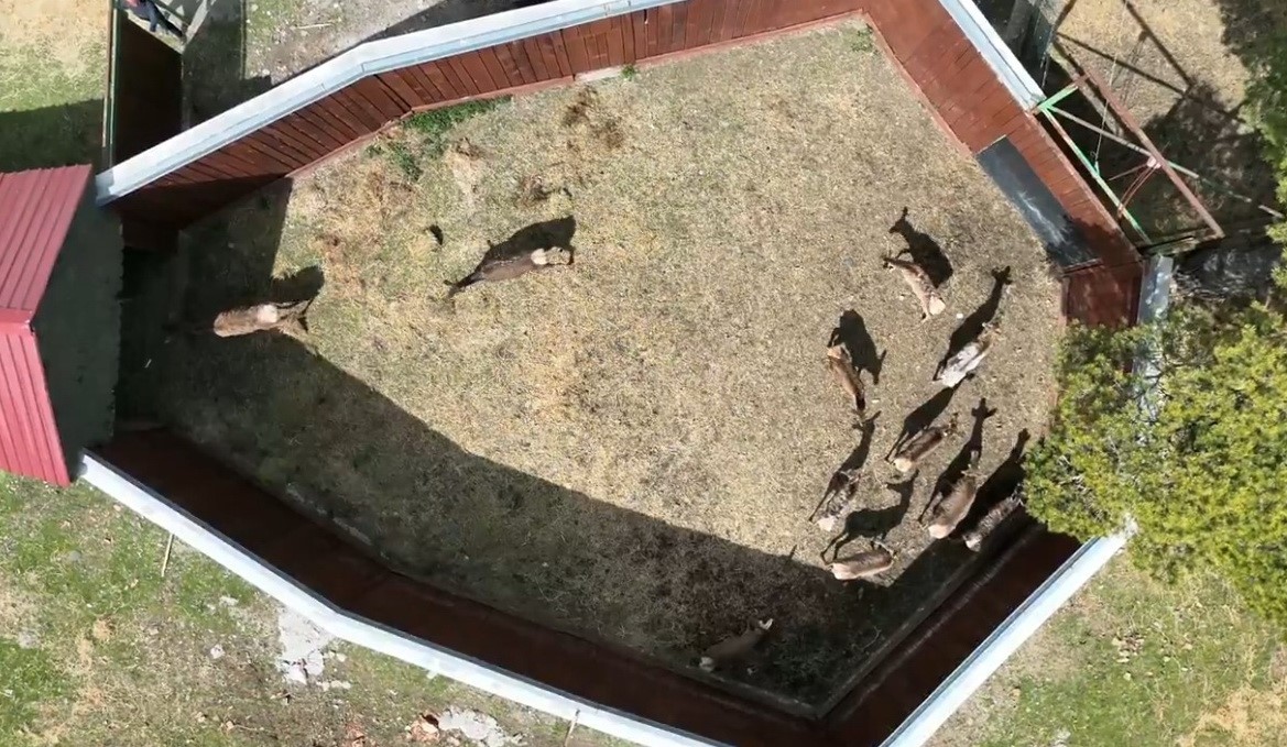 Kızıl geyikler doğayla buluşmaya devam ediyor
