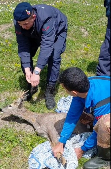 Bafra&rsquo;da kanala d&uuml;şen karaca kurtarıldı

