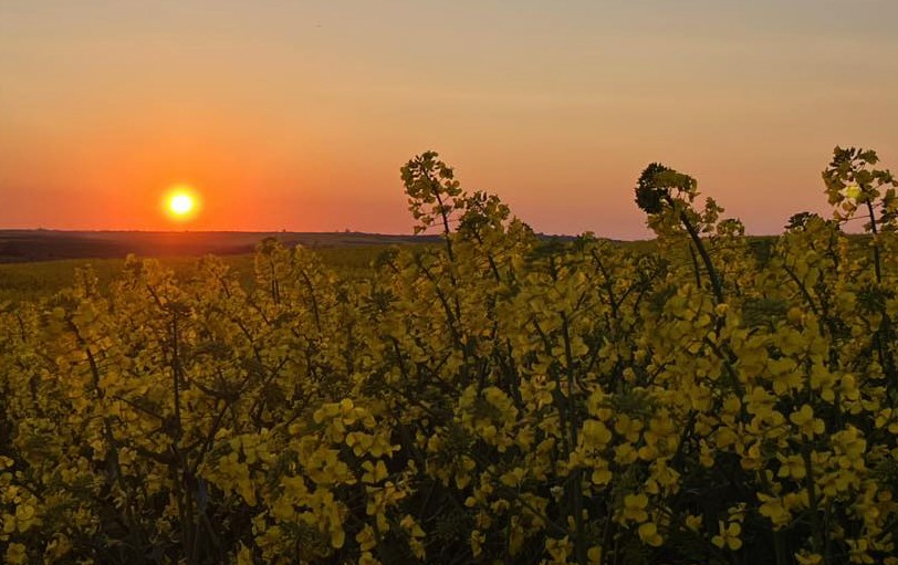 Kanola tarlalarında g&uuml;n batımı manzarası
