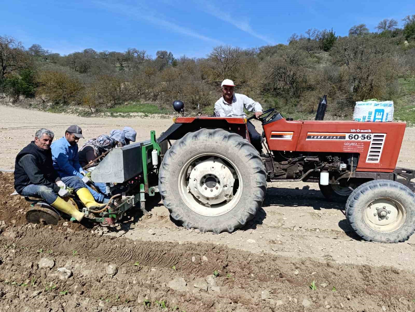 Selendi&rsquo;de t&uuml;t&uuml;n mesaisi başladı
