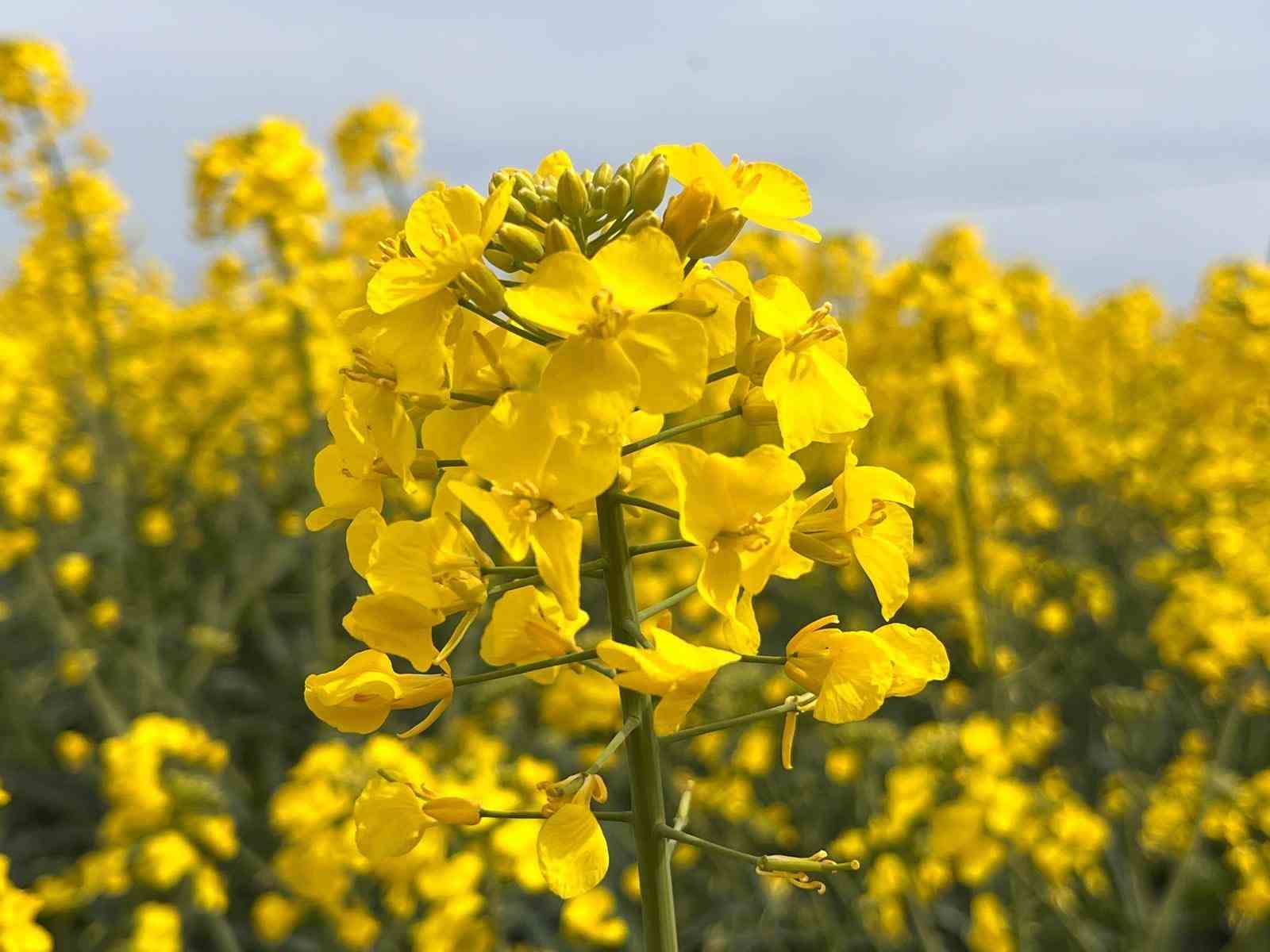 Kanola ila&ccedil;lamasında arıların korunması &ccedil;ağrısı
