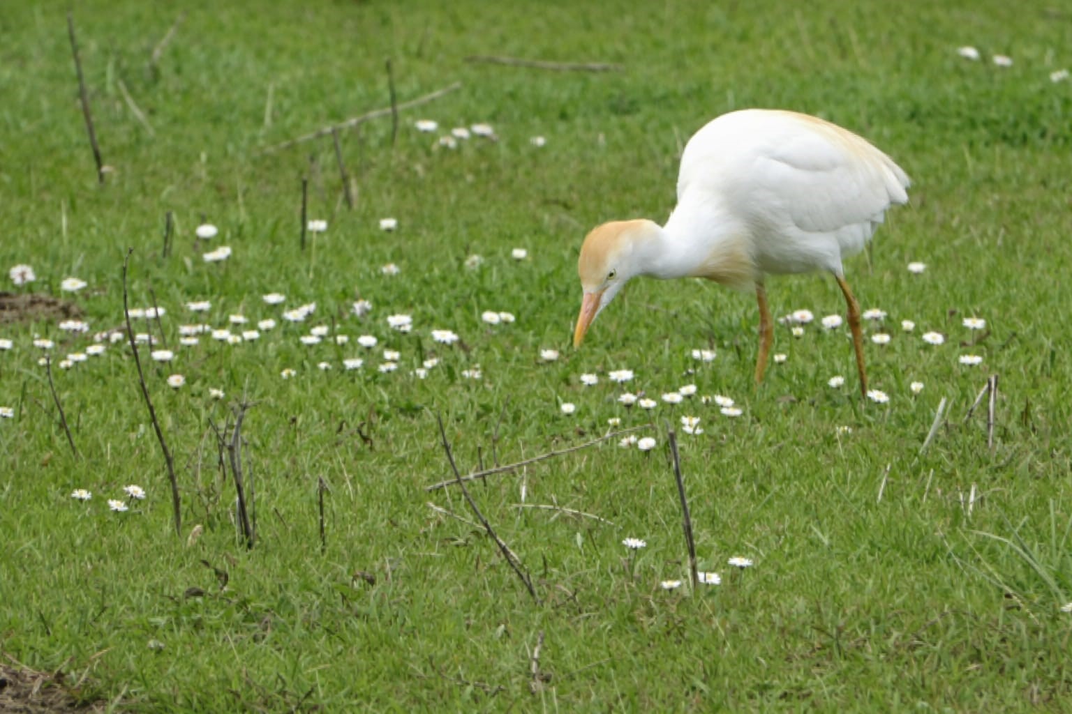 G&ouml;&ccedil;men kuşlar Muş Ovası&rsquo;nı s&uuml;sledi
