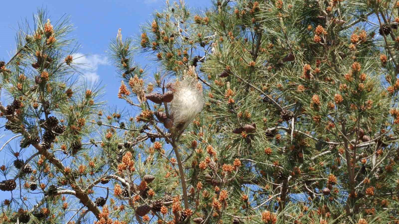 Bafra&rsquo;da "&ccedil;am kese b&ouml;ceği" tehlikesi
