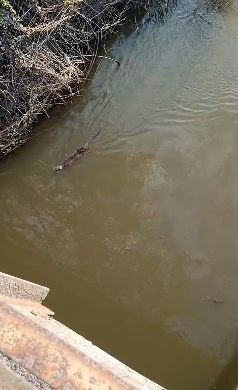 Bursa&rsquo;da deredeki su samuru şaşırttı
