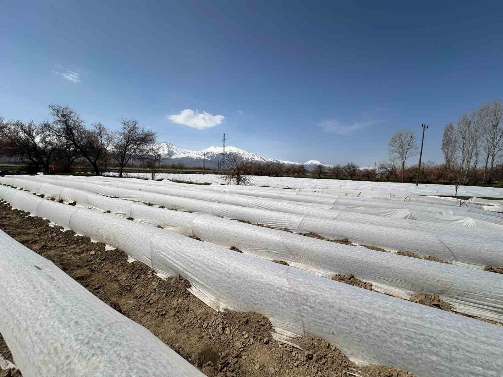 &Uuml;z&uuml;ml&uuml;&rsquo;de biber fideleri toprakla buluştu
