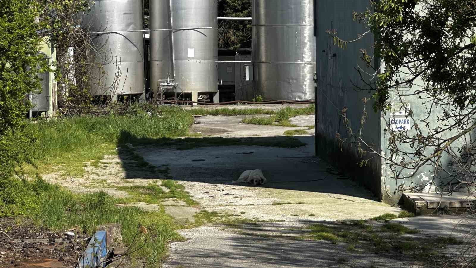 10 yıldır &ouml;denmeyen s&uuml;t paraları i&ccedil;in fabrika &ouml;n&uuml;nde toplandılar
