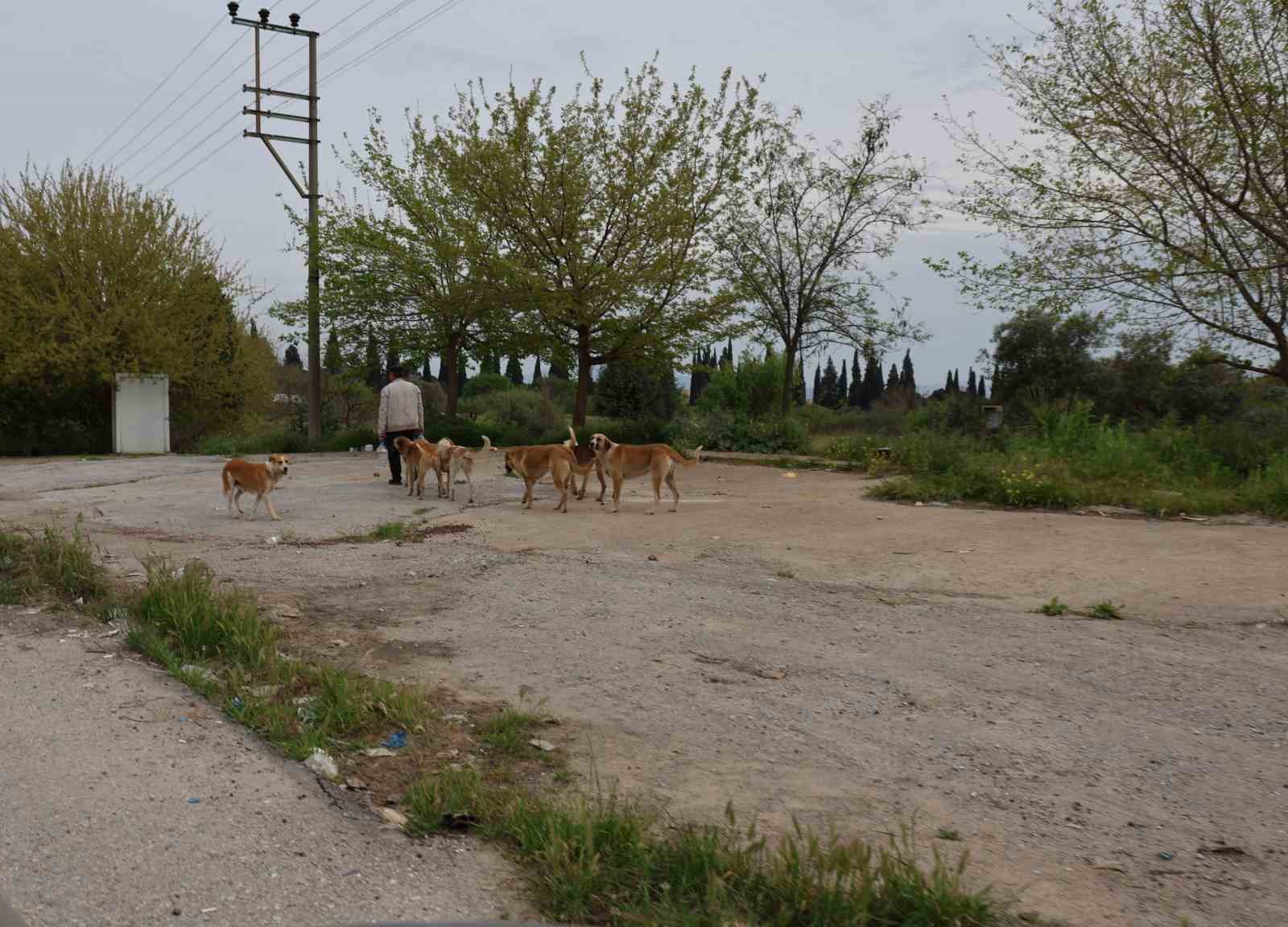 Aydın&rsquo;da sokak k&ouml;peği sorunu devam ediyor
