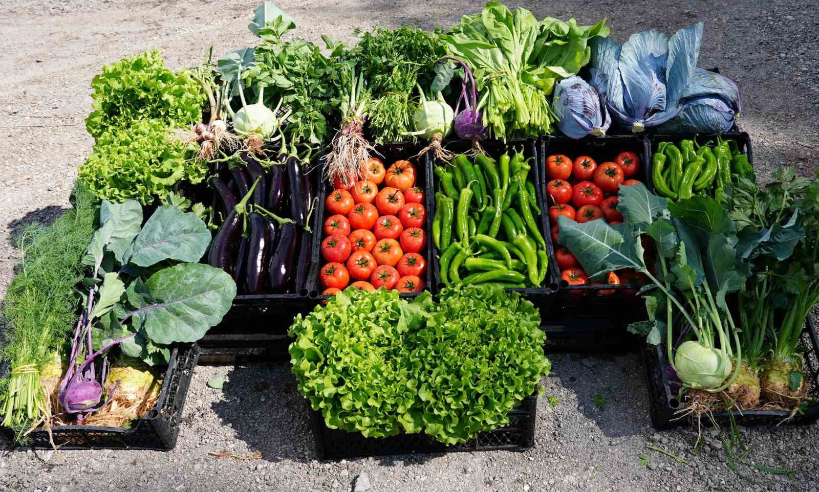 &Ccedil;ocuk serasında minikler yetiştirdikleri sebzeleri hasat etti
