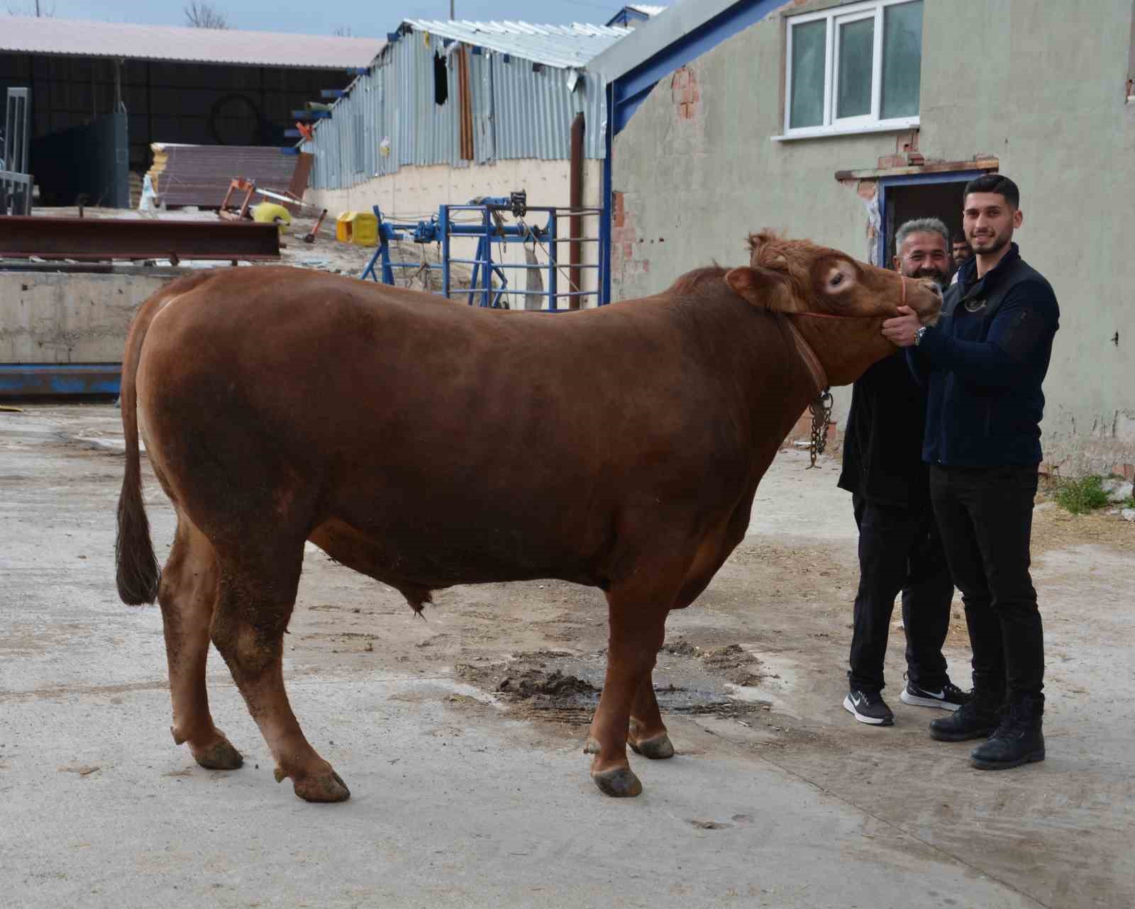 Bir ton 140 kilogramlık kurbanlık dana 575 bin liraya alıcı buldu