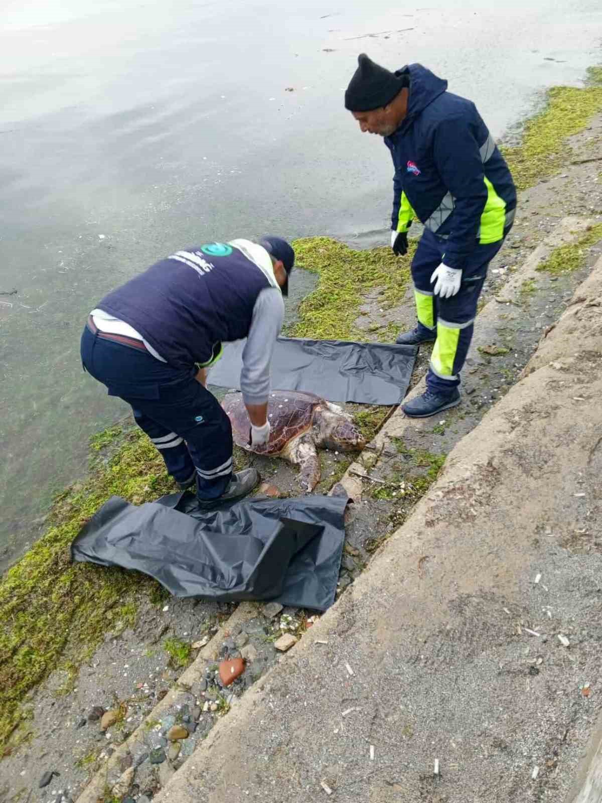 Tekirdağ&rsquo;da &ouml;l&uuml; caretta caretta kıyıya vurdu
