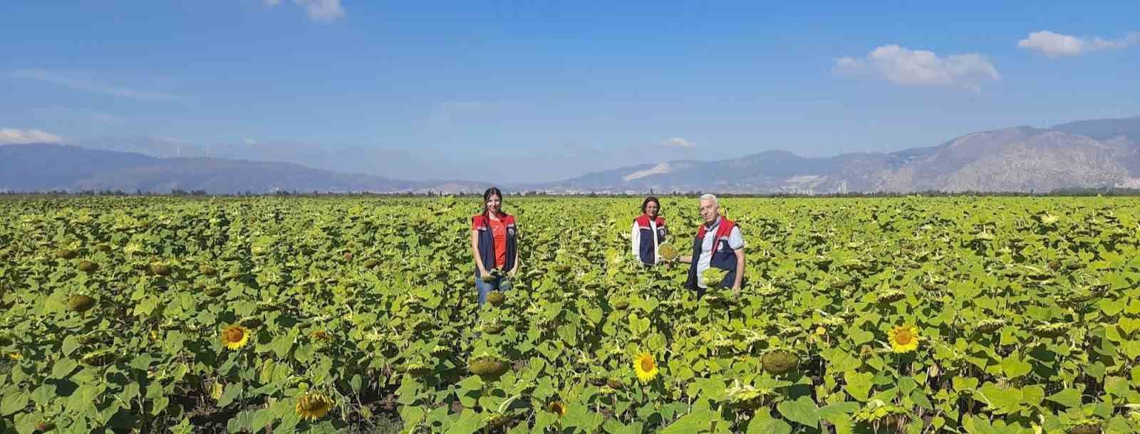 Ayçiçeğinde tohum desteği başladı