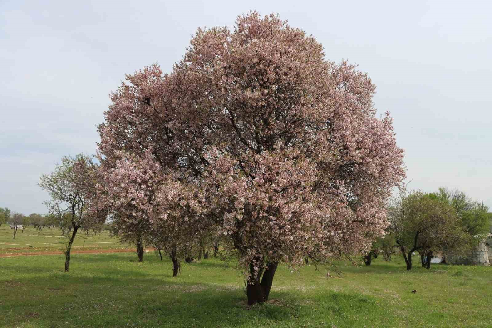 Şanlıurfa badem &uuml;retiminde Adıyaman ile yarışıyor
