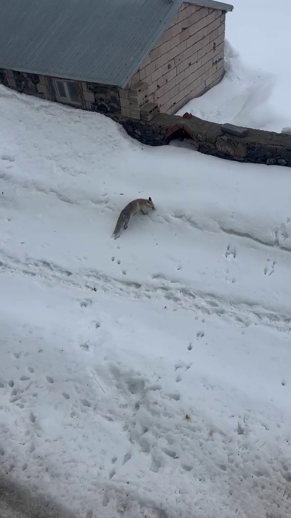 A&ccedil; kalan tilkiyi elleriyle besledi
