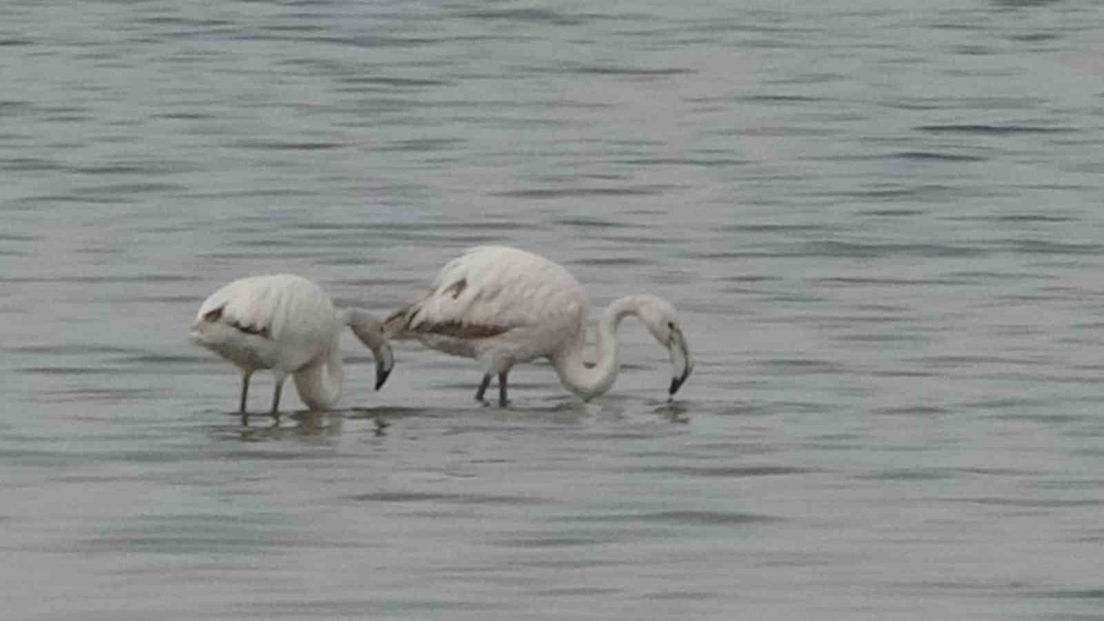 Van G&ouml;l&uuml; havzası g&ouml;&ccedil;men kuşlarla renklendi
