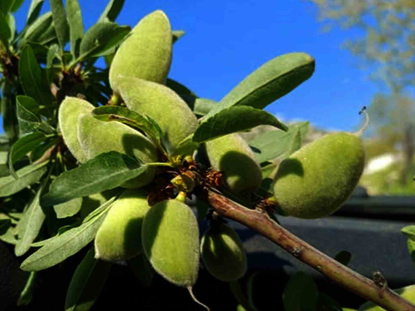 Araban&rsquo;ın yerli badem &ccedil;ağlası sofralarda yerini aldı
