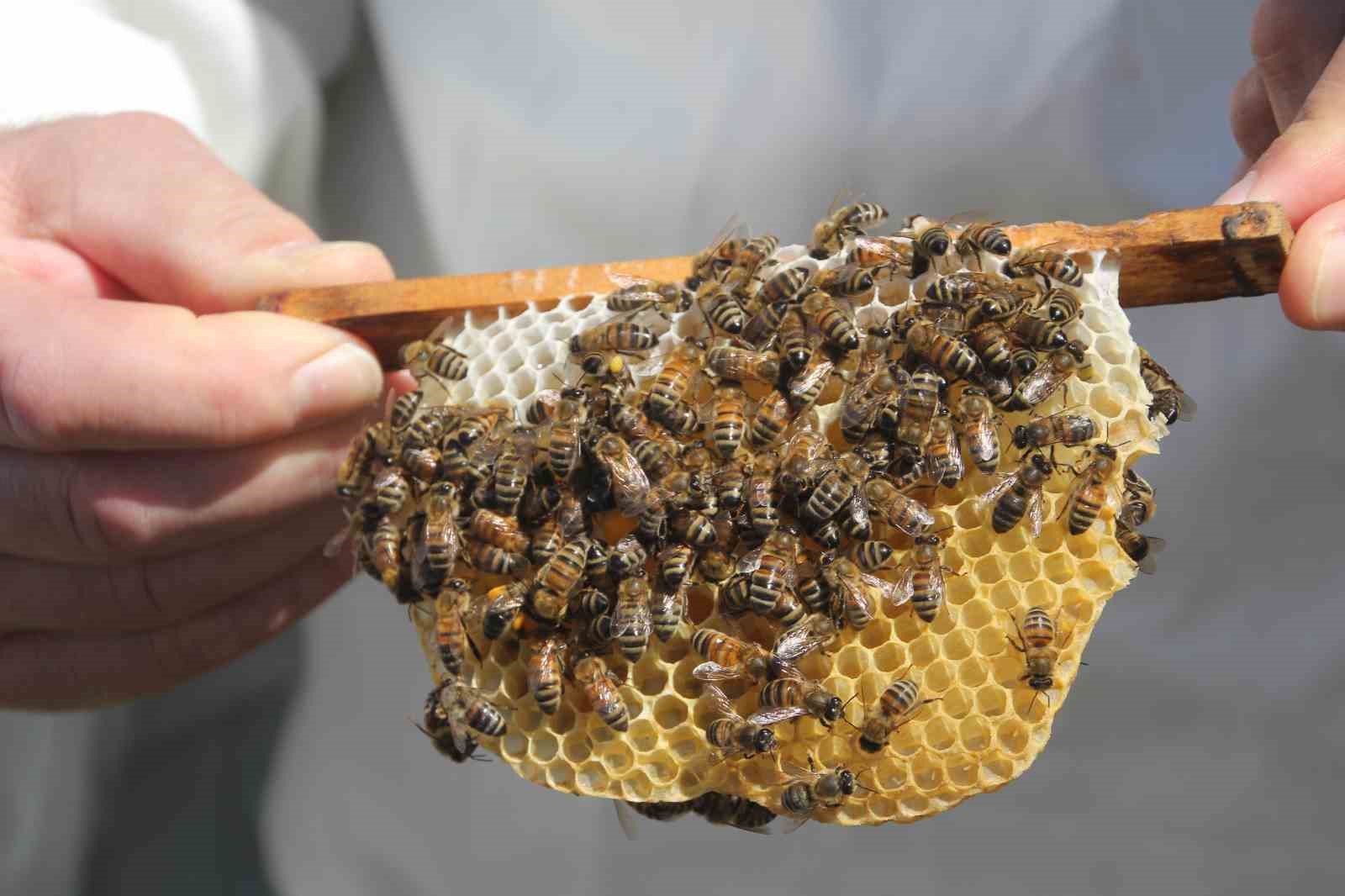 Ordu&rsquo;da krali&ccedil;e arı hamlesi: Arıcılar hem &uuml;retecek hem satacak
