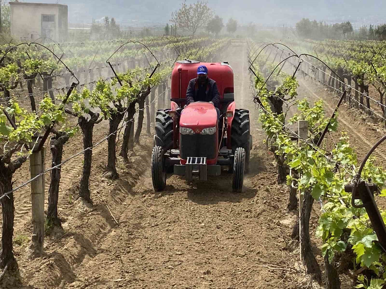 Alaşehir’de "3K Bağcılık" ile kalıntısız üretim başladı