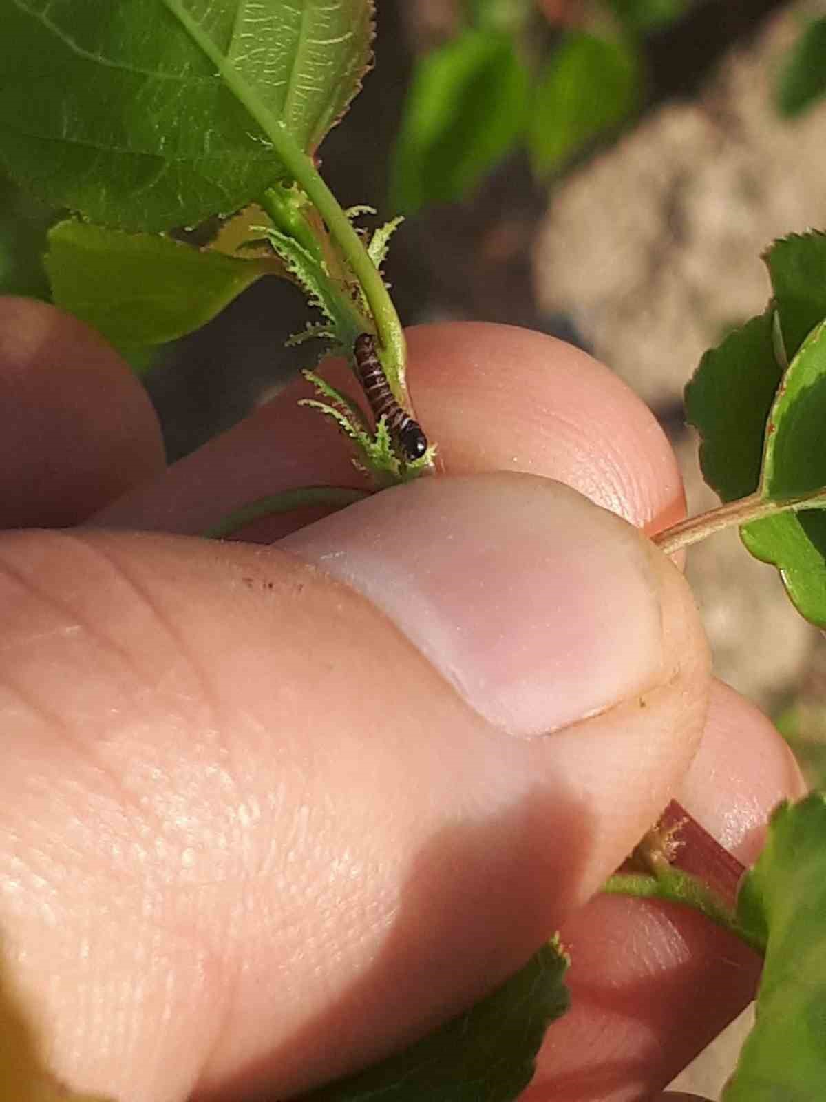 Salihli&rsquo;de &uuml;reticiye kritik uyarı! Meyve ağa&ccedil;larında hastalık alarmı
