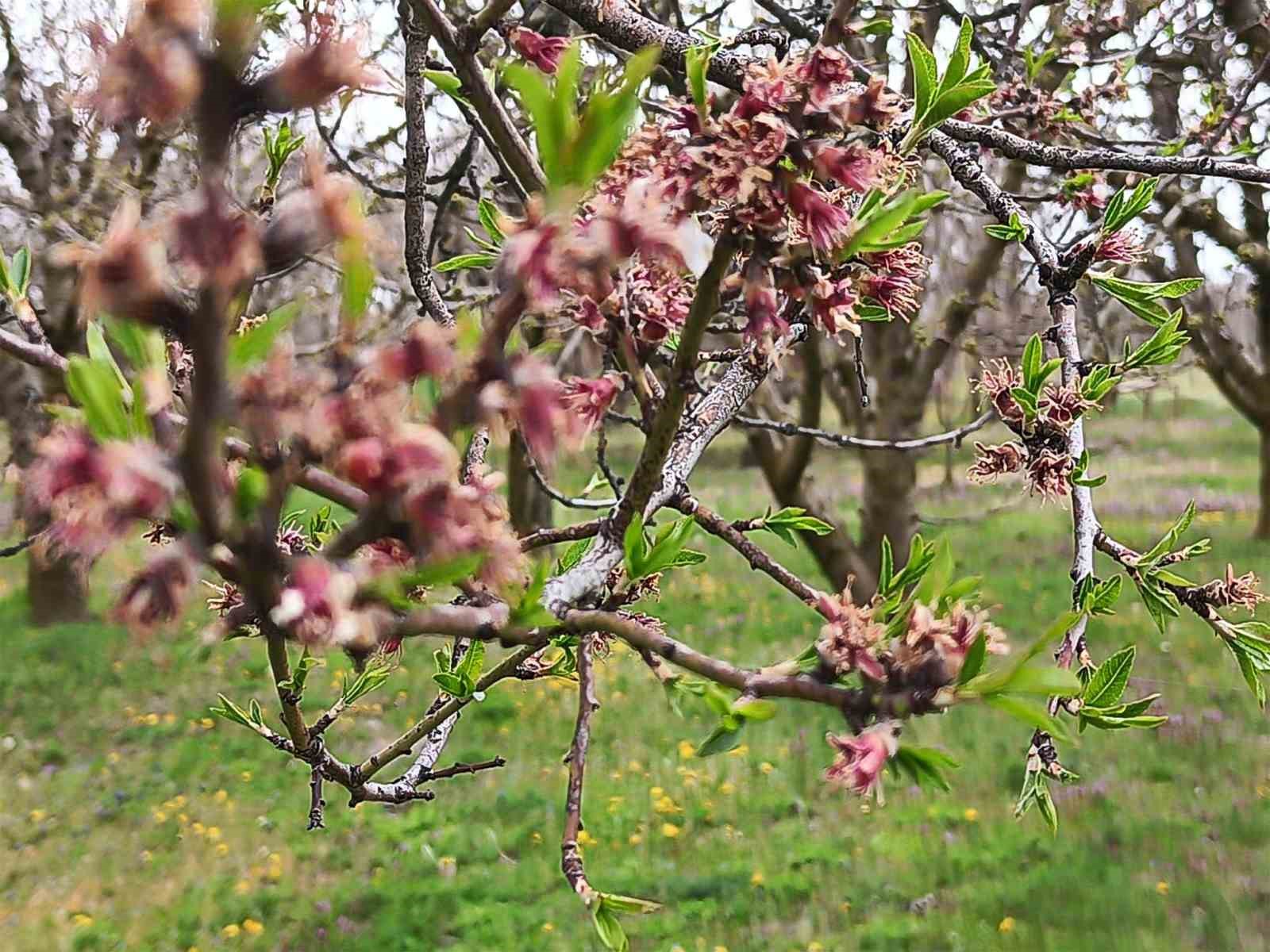 Sultandağı’nda kayısı ve erikleri don vurdu, kiraz kurtuldu