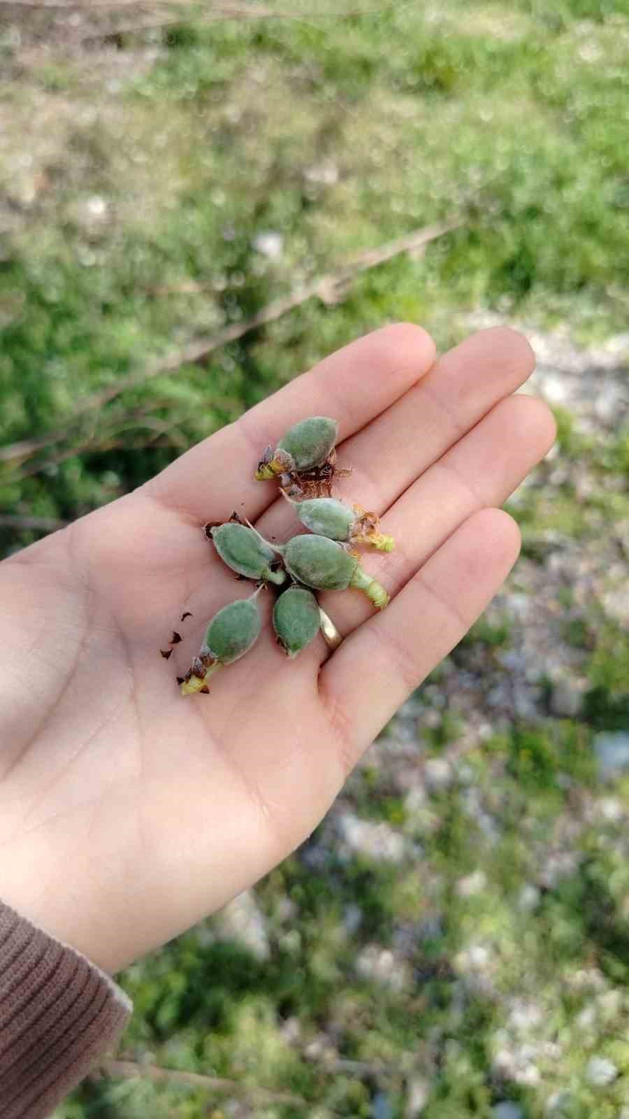 Sultandağı&rsquo;nda kayısı ve erikleri don vurdu, kiraz kurtuldu
