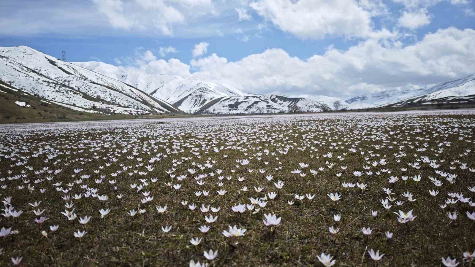 Güzeldere Vadisi’nde bahar şöleni: Çiğdemler görsel ziyafet sunuyor