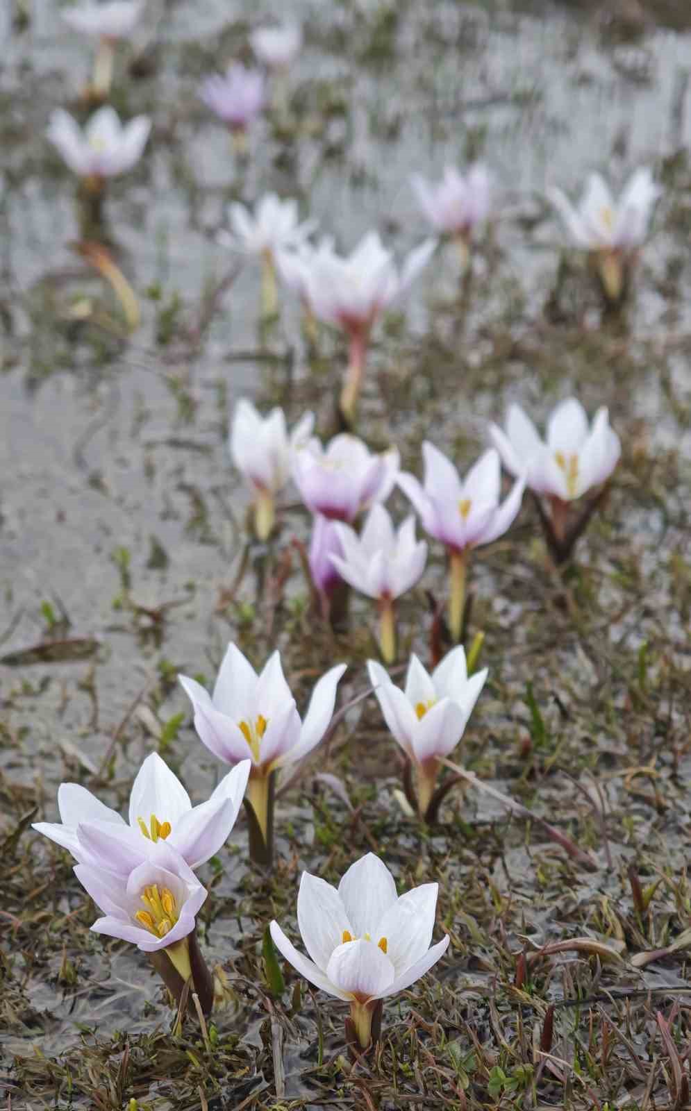 G&uuml;zeldere Vadisi&rsquo;nde bahar ş&ouml;leni: &Ccedil;iğdemler g&ouml;rsel ziyafet sunuyor
