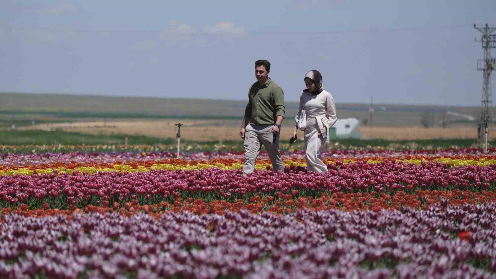 Karaman&rsquo;da lale tarlasına ziyaret&ccedil;i akını: 2 g&uuml;nde 30 bin kişi gezdi
