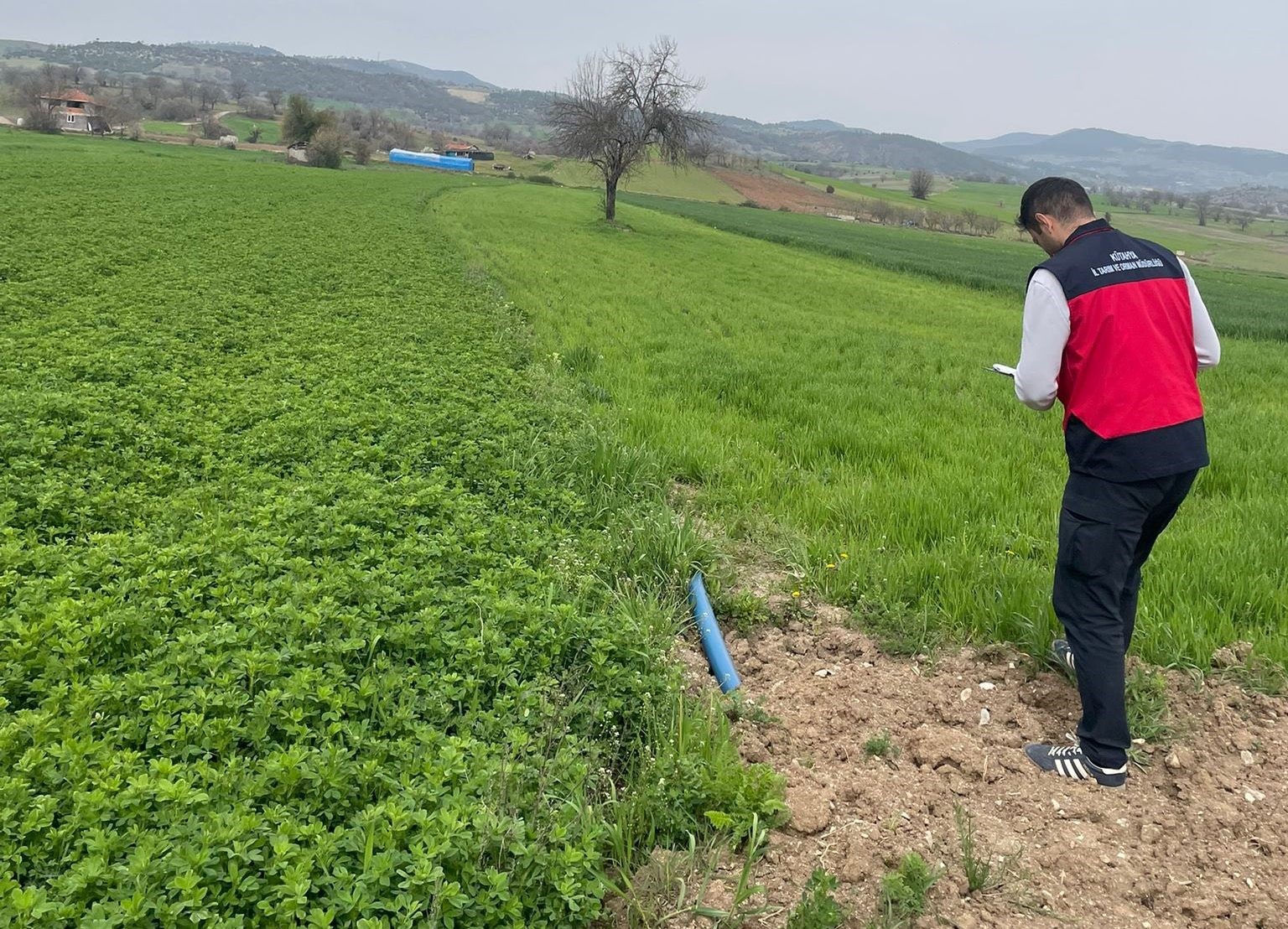 Emet&rsquo;te yonca &uuml;retimine y&ouml;nelik denetimler devam ediyor

