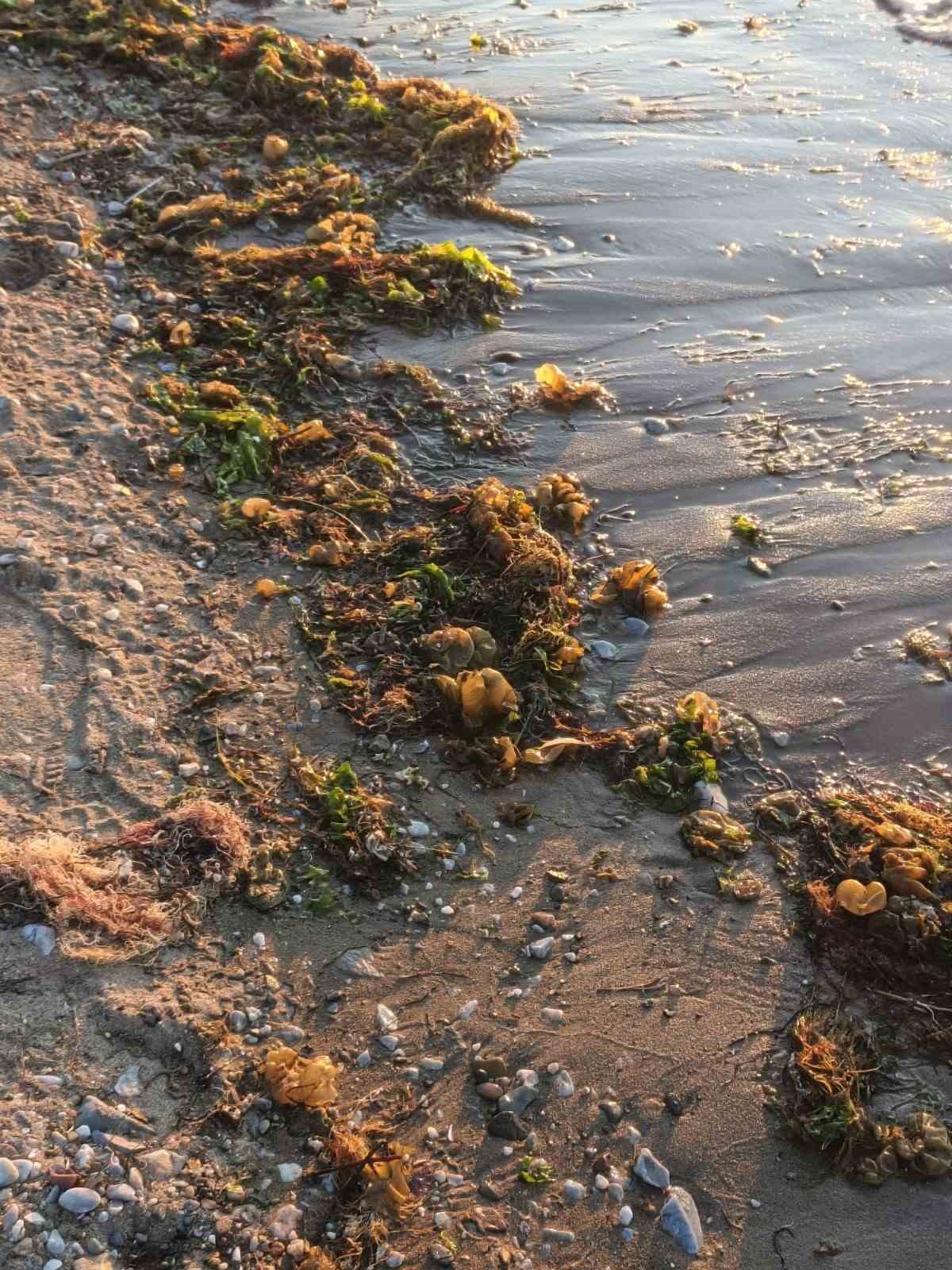 Yalova sahilinde istilacı yosun t&uuml;r&uuml; g&ouml;zlemlendi
