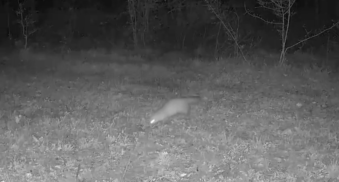 Ayı, domuz ve gelincik fotokapanla g&ouml;r&uuml;nt&uuml;lendi
