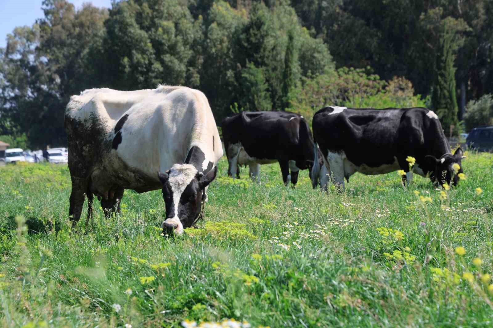 Kozan&rsquo;da ıslah edilen mera alanı dualarla a&ccedil;ıldı, s&uuml;r&uuml;ler alanda otlamaya başladı
