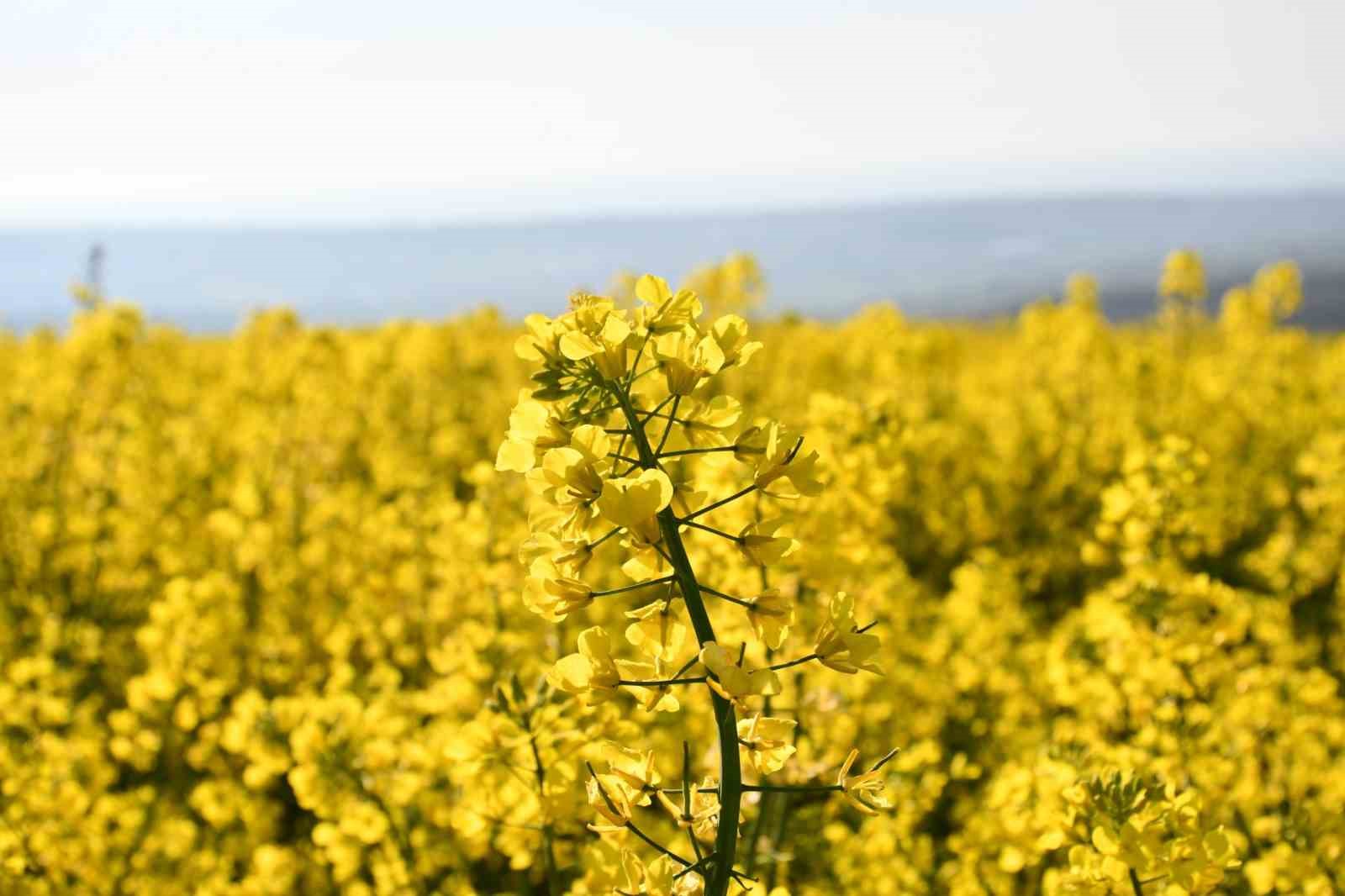 Tekirdağ sarıya büründü: Kanola tarlaları kartpostallık manzaralar oluşturdu