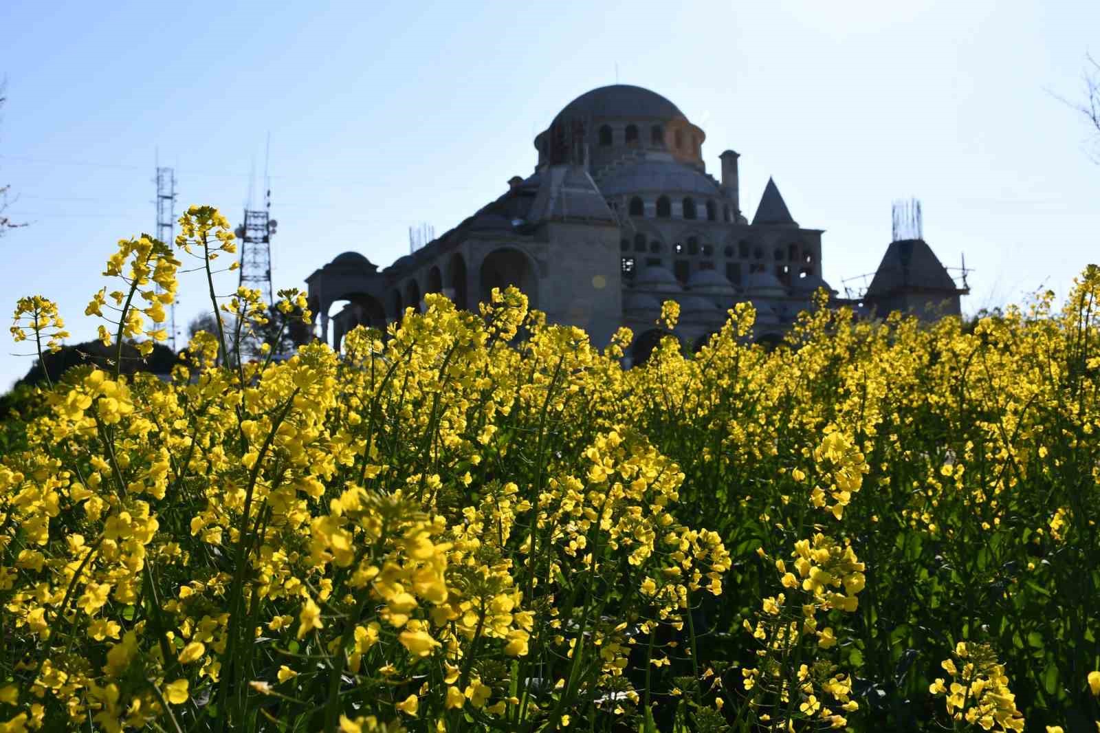 Tekirdağ sarıya b&uuml;r&uuml;nd&uuml;: Kanola tarlaları kartpostallık manzaralar oluşturdu
