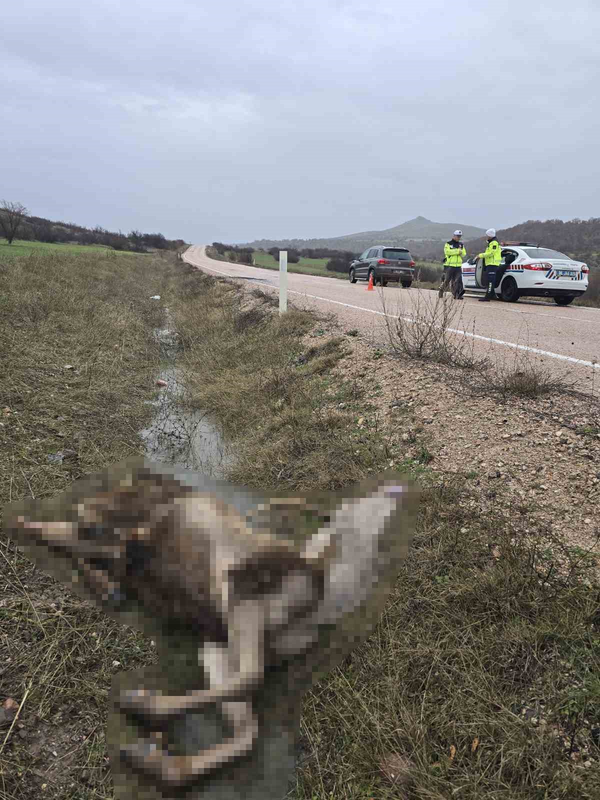 Ankara&rsquo;da aracın &ccedil;arptığı geyik telef oldu
