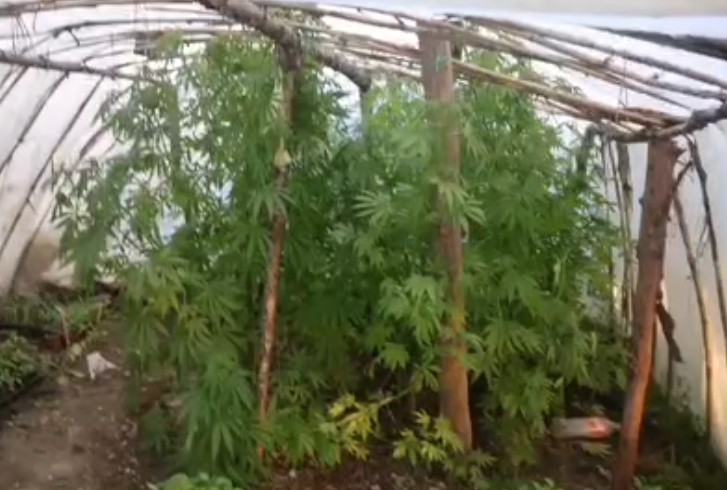 Serayı uyuşturucu tarlasına &ccedil;evirmiş
