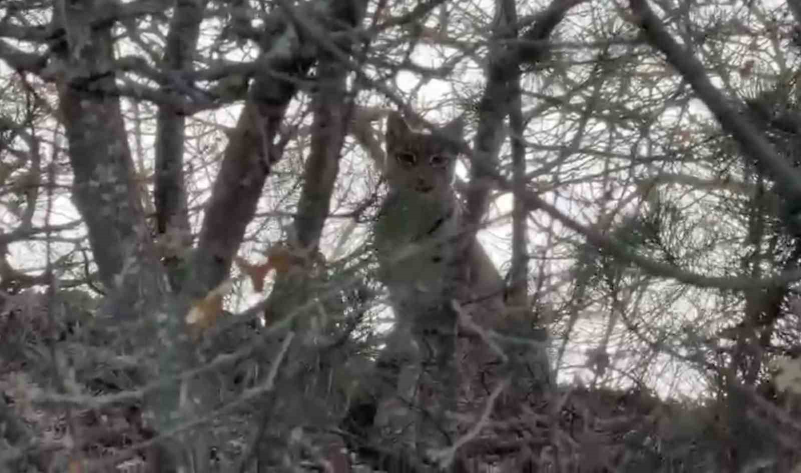Çorum’da Avrasya vaşağı görüntülendi