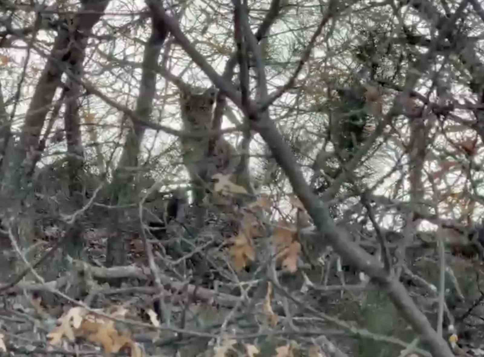 &Ccedil;orum&rsquo;da Avrasya vaşağı g&ouml;r&uuml;nt&uuml;lendi
