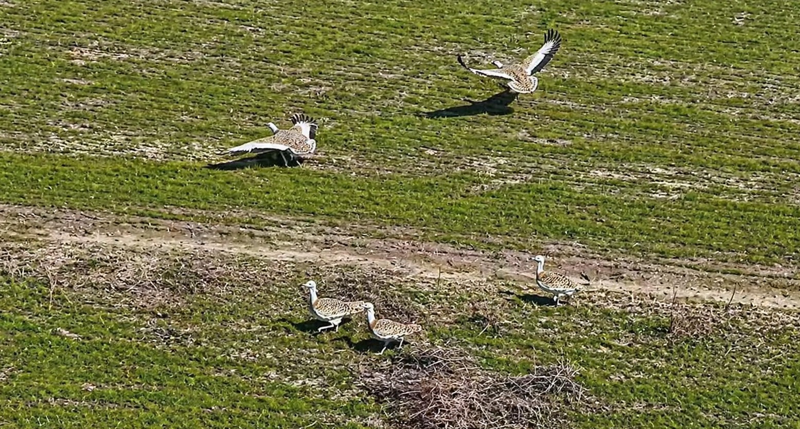 Havaların ısınmasıyla Muş’a toy kuşları gelmeye başladı