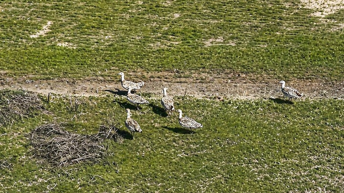 Havaların ısınmasıyla Muş&rsquo;a toy kuşları gelmeye başladı
