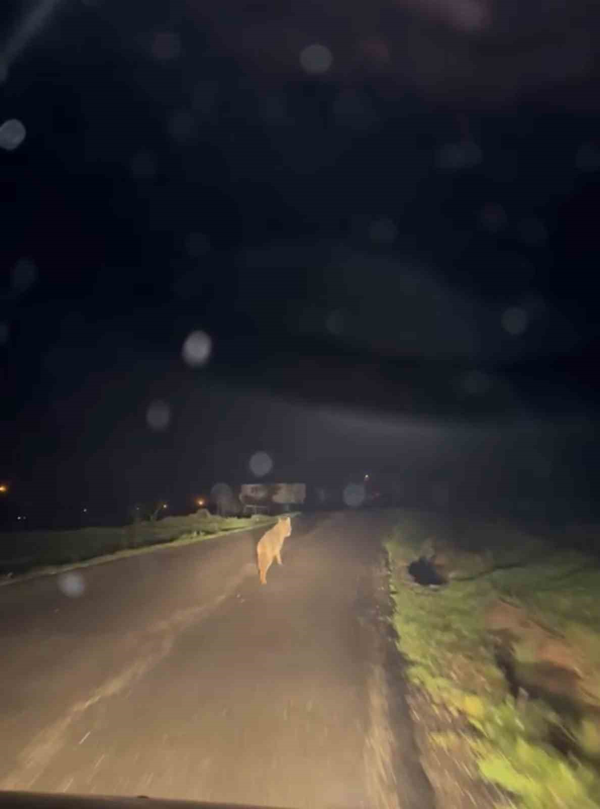 Yerleşim yerine inen kurt cep telefonu ile g&ouml;r&uuml;nt&uuml;lendi
