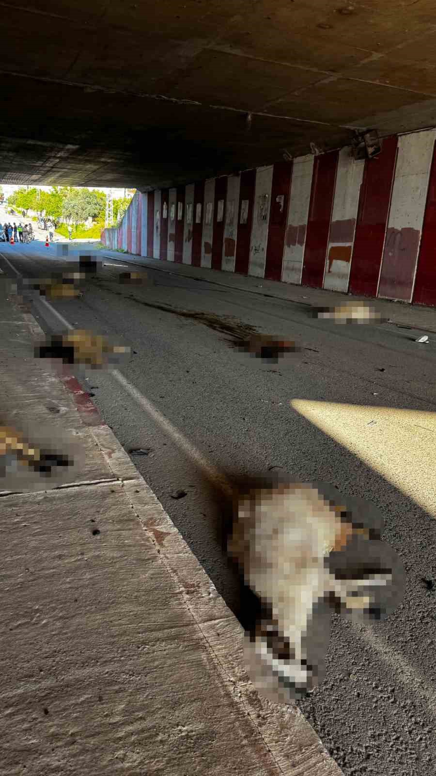 Otomobil sürüye daldı, 17 koyun telef oldu