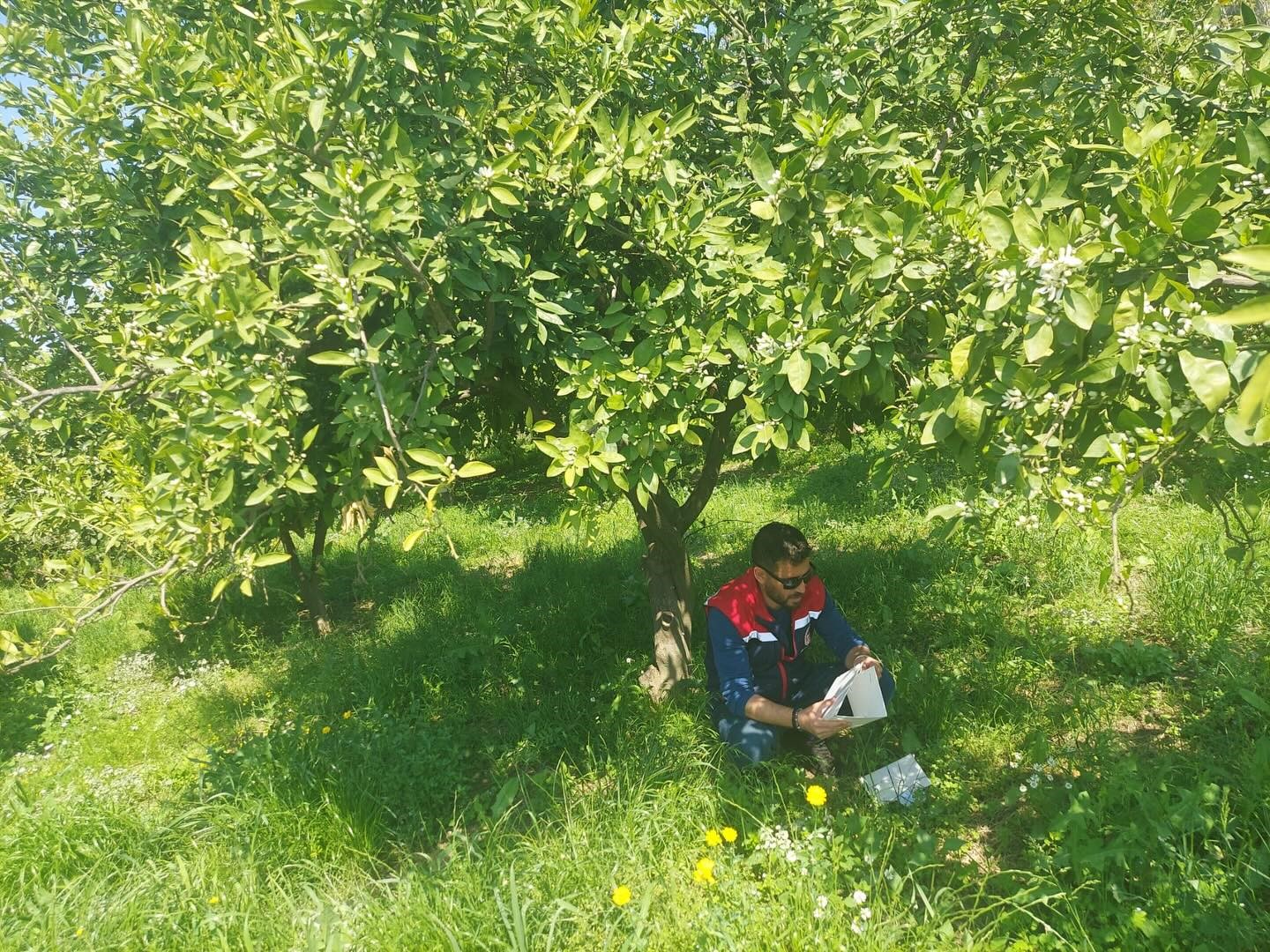 Koçarlı’da Akdeniz meyve sineğine karşı tuzaklı takip sürüyor