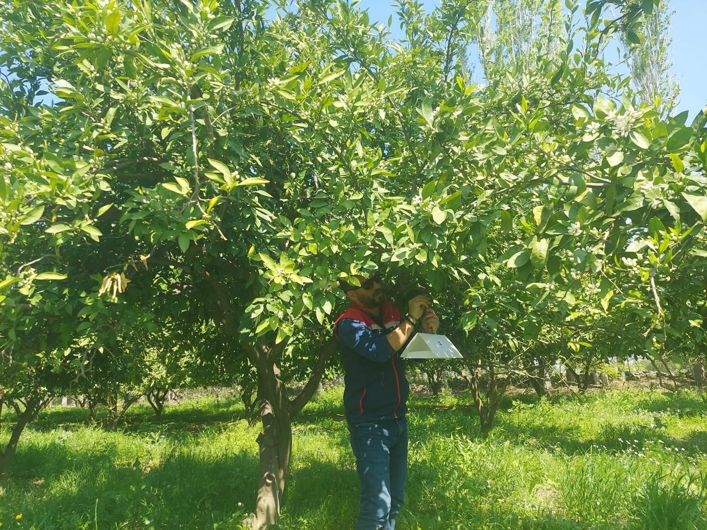 Ko&ccedil;arlı&rsquo;da Akdeniz meyve sineğine karşı tuzaklı takip s&uuml;r&uuml;yor
