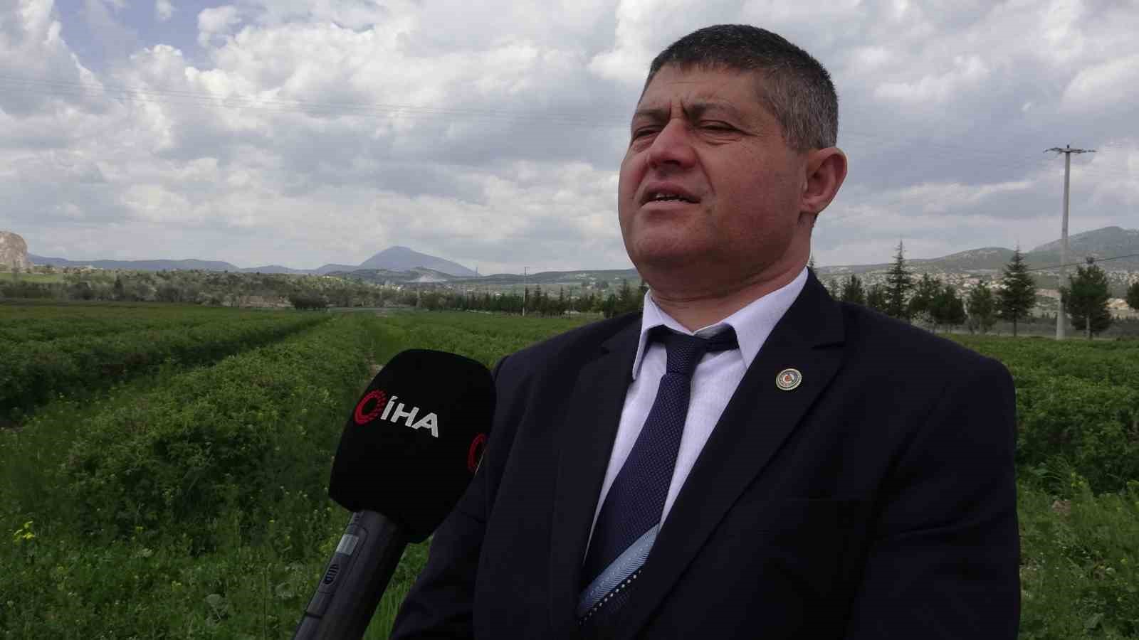 Isparta&rsquo;da g&uuml;l hasadı &ouml;ncesi umutlar arttı: 13 bin ton rekolte bekleniyor
