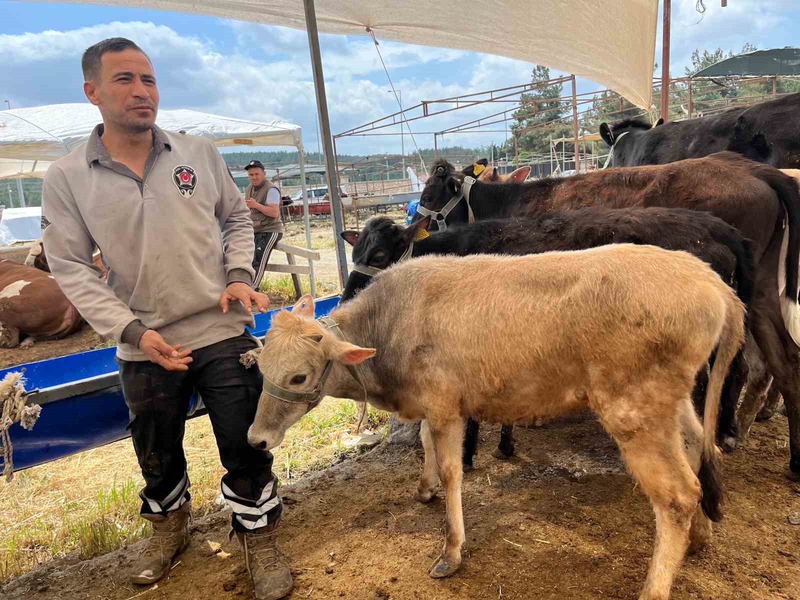 İzmir&rsquo;de kurban pazarları kurulmaya başladı
